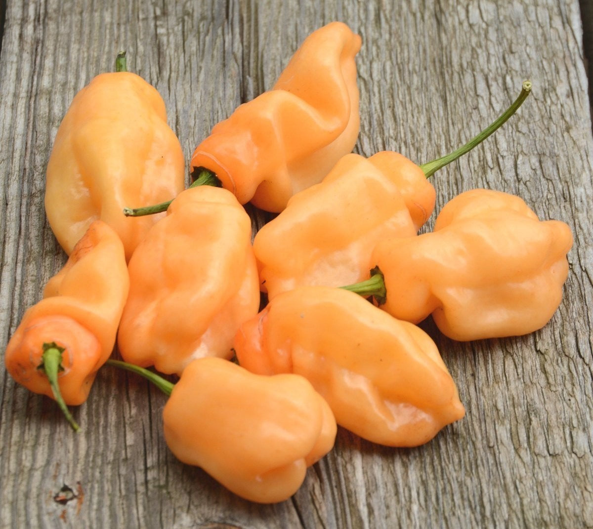 Vigorous Habanero Chili plant grown from seeds