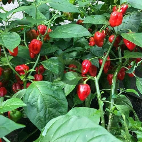 Healthy Habanero Chili plants growing in full sun