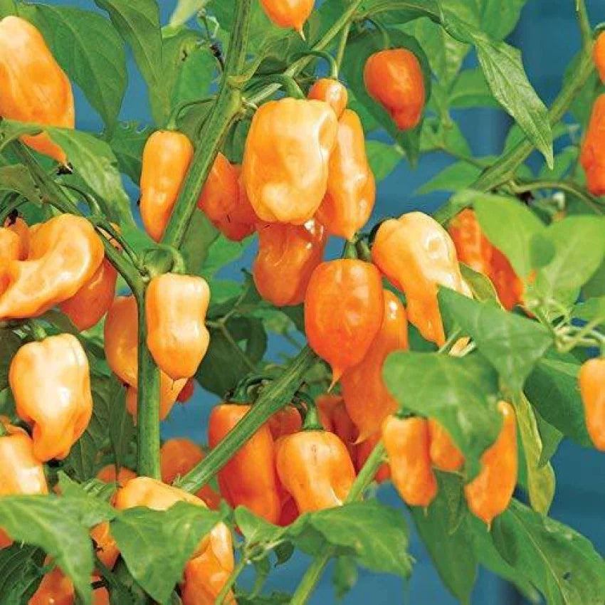 Habanero Chili seeds for planting in home gardens