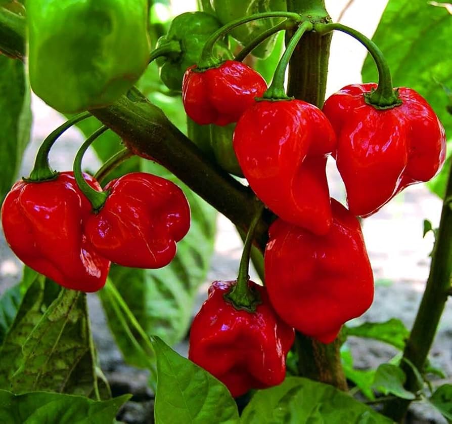 Non-GMO Habanero Chili seeds for planting in home gardens
