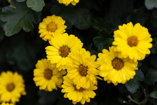 Hairy Golden Aster seeds Chrysopsis heterotheca producing native yellow blooms