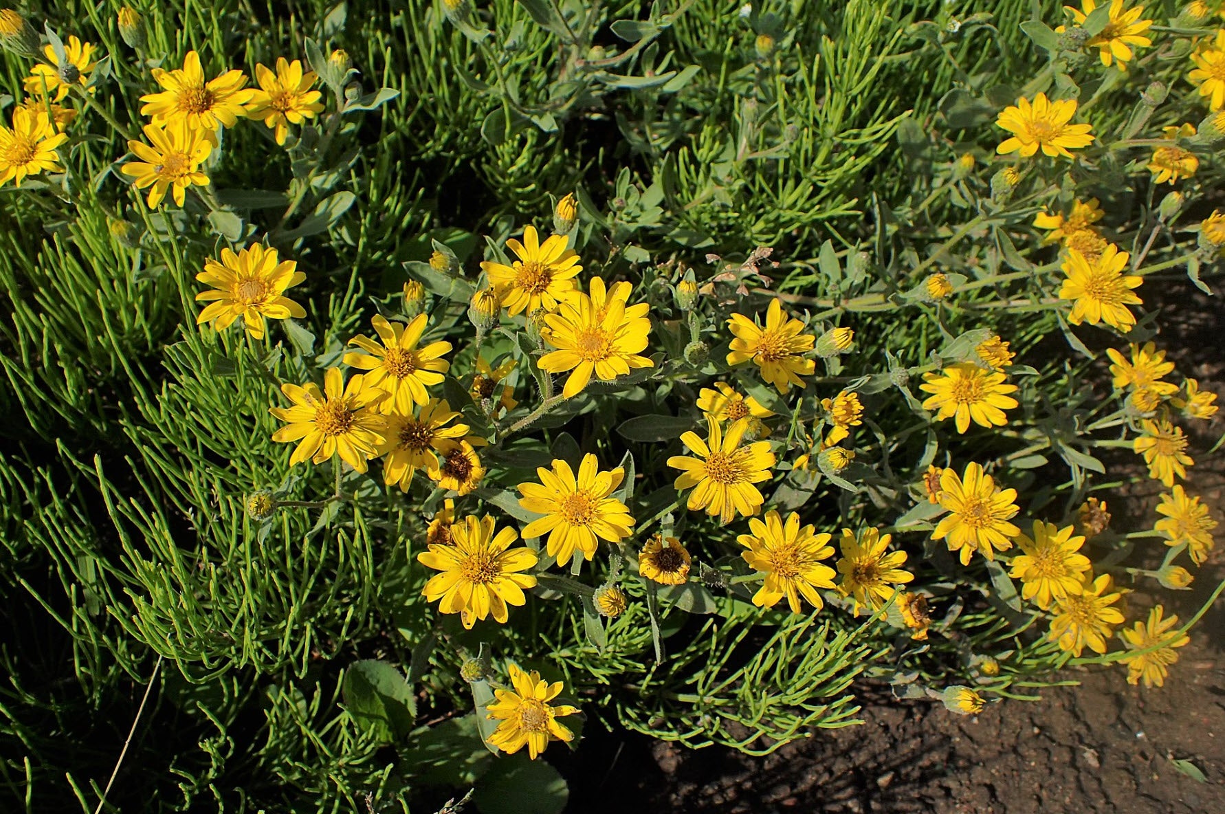 Drought-tolerant Hairy Golden Aster plants thriving from seeds