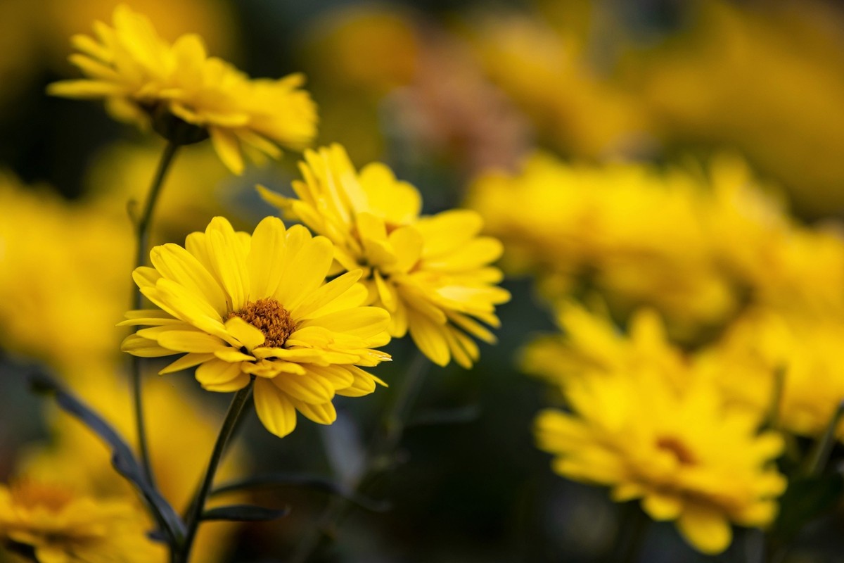 Native perennial Hairy Golden Aster plants grown from non-GMO seeds