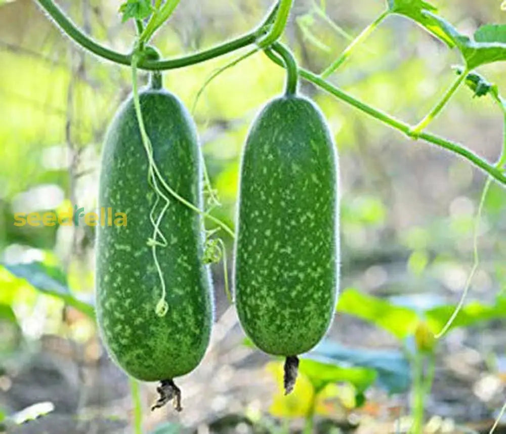 Hairy gourd growing guide