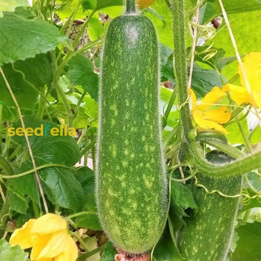 Hairy Gourd Vegetable Seeds For Planting Seeds