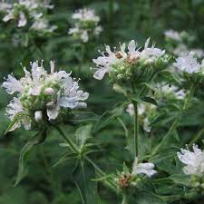 Hairy Mountain Mint growing in native wildflower garden