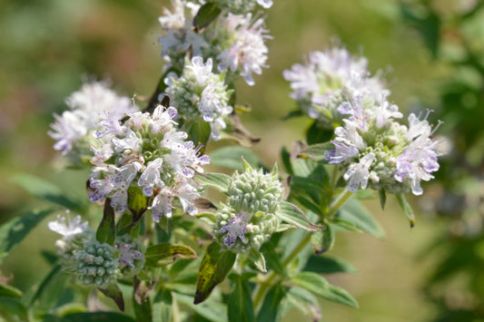 Packet of Hairy Mountain Mint herb seeds