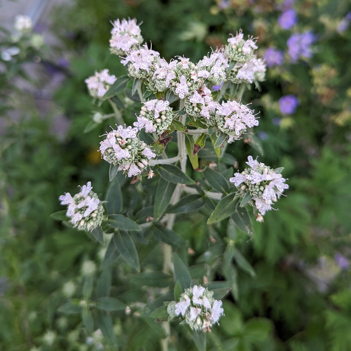 White blooms of Hairy Mountain Mint on soft, fuzzy stems