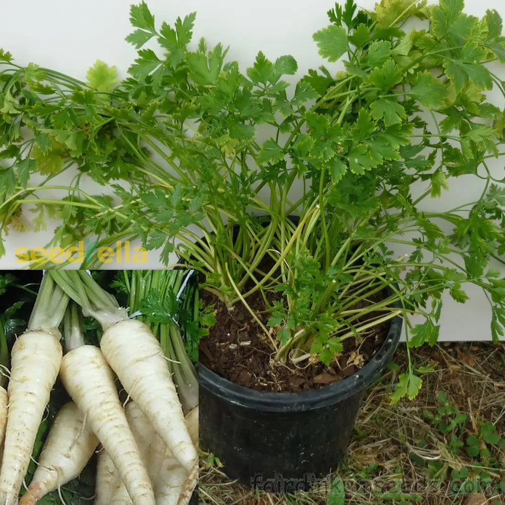 Hamburg Parsley growing guide