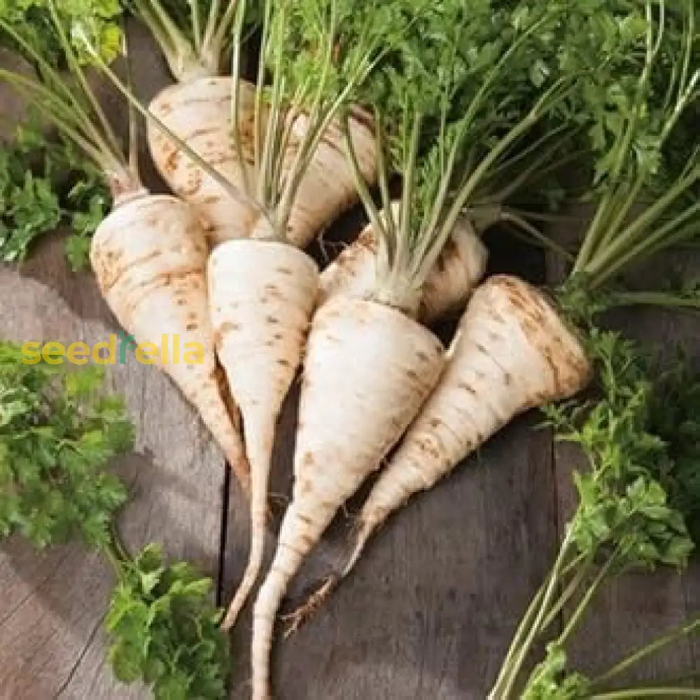 Hamburg Parsley Vegetable Seeds For Easy Planting Seeds