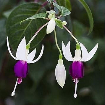Fuchsia Seeds for Hanging Baskets and Containers