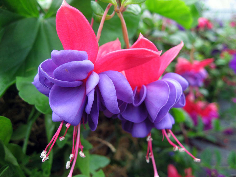 Red Blue Fuchsia Flowers in Hanging Baskets