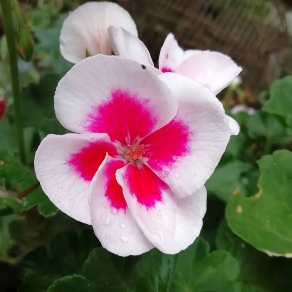 Hanging Basket Geranium Flowers in White and Pink Shades