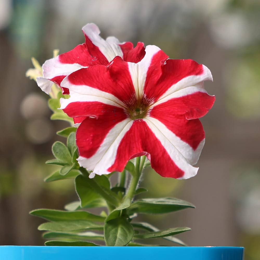 Hanging Basket with Red and White Oblique Petunia Flowers