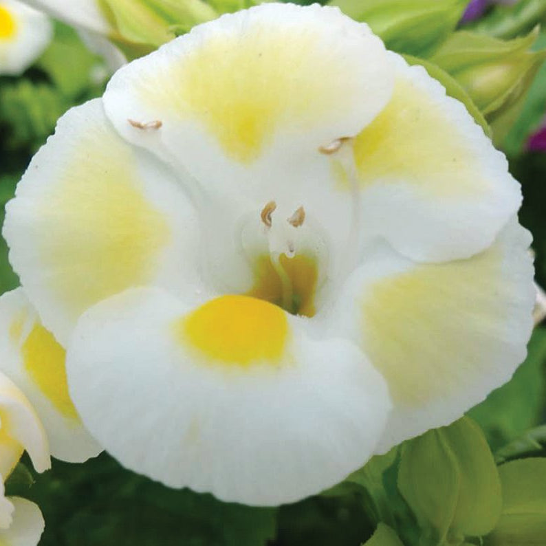 Torenia Kauai Flowers in Hanging Basket