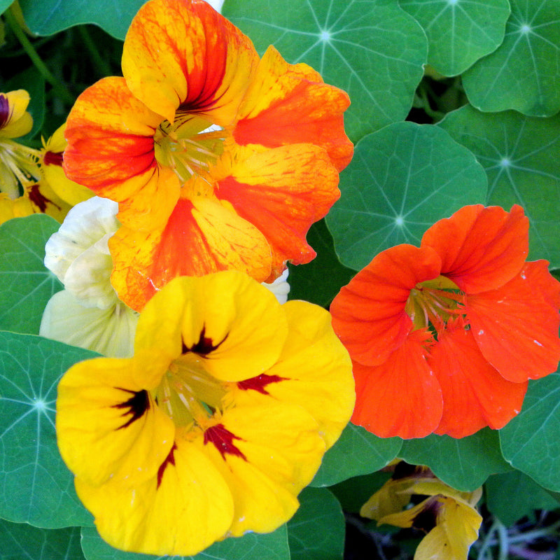 Yellow Tropaeolum Majus in Hanging Basket