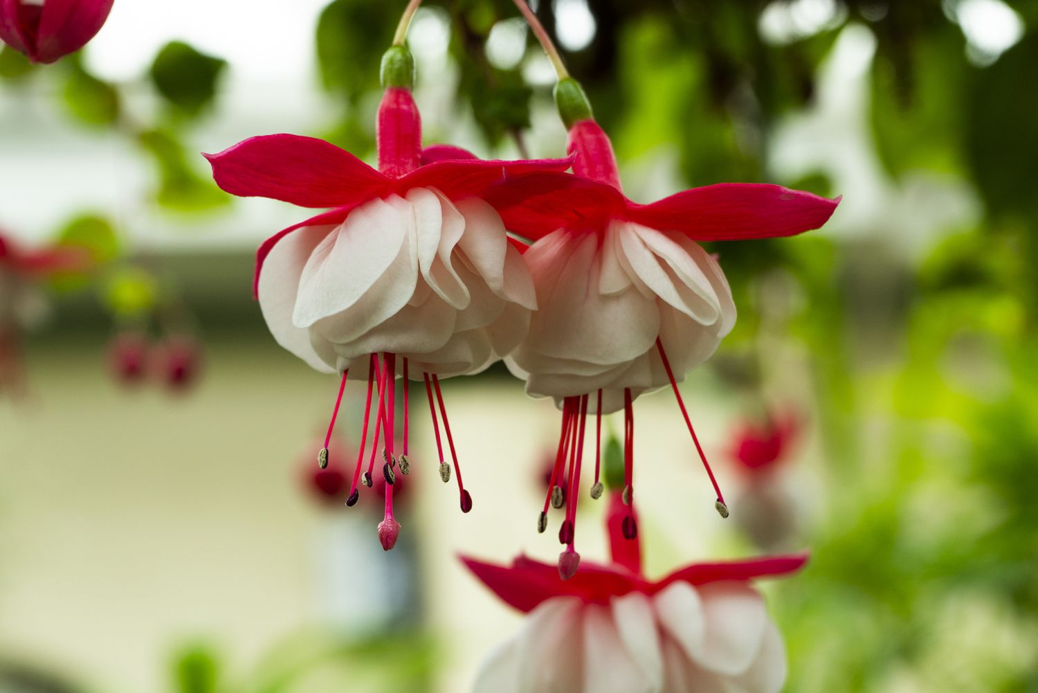 Hanging Fuchsia Flowers in Garden