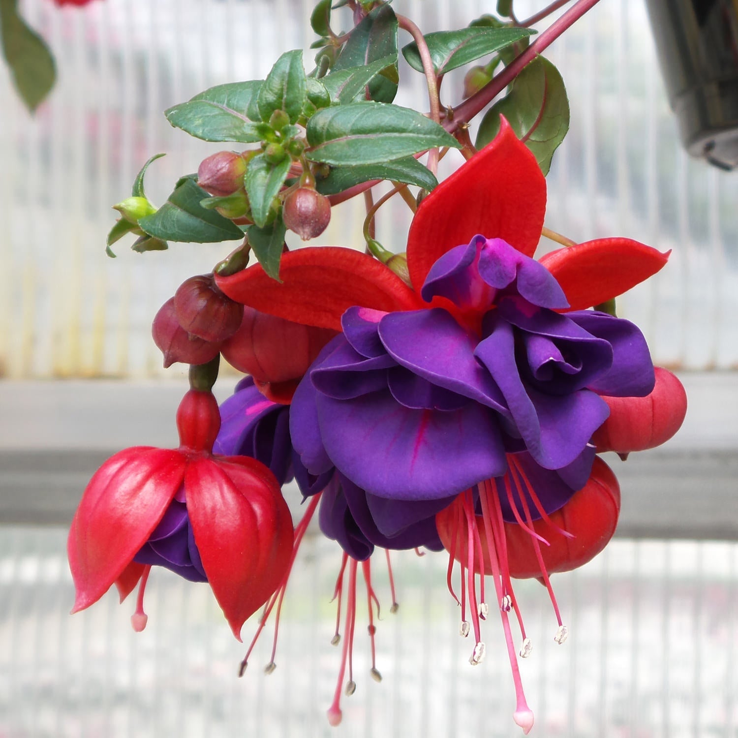 Hanging Fuchsia Flowers in Full Bloom