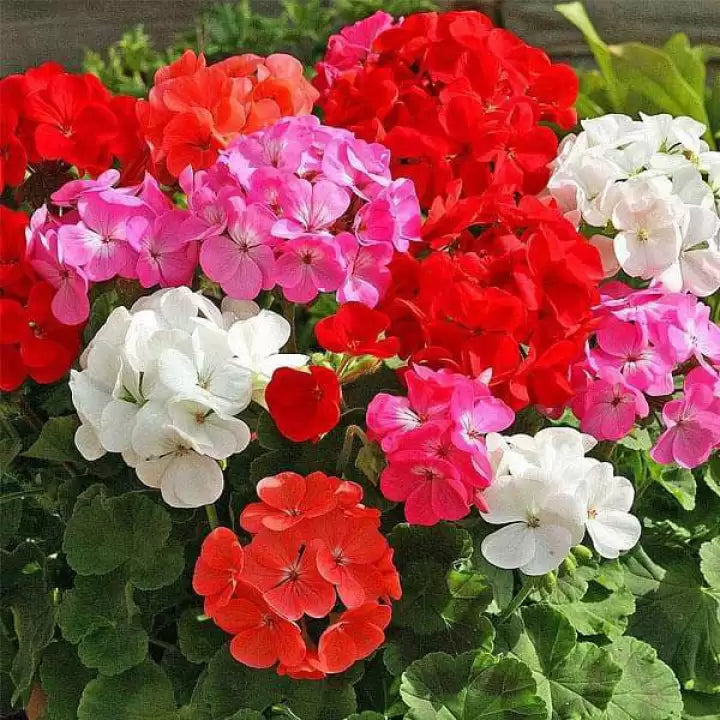 Hanging Geranium Plants for Baskets and Containers