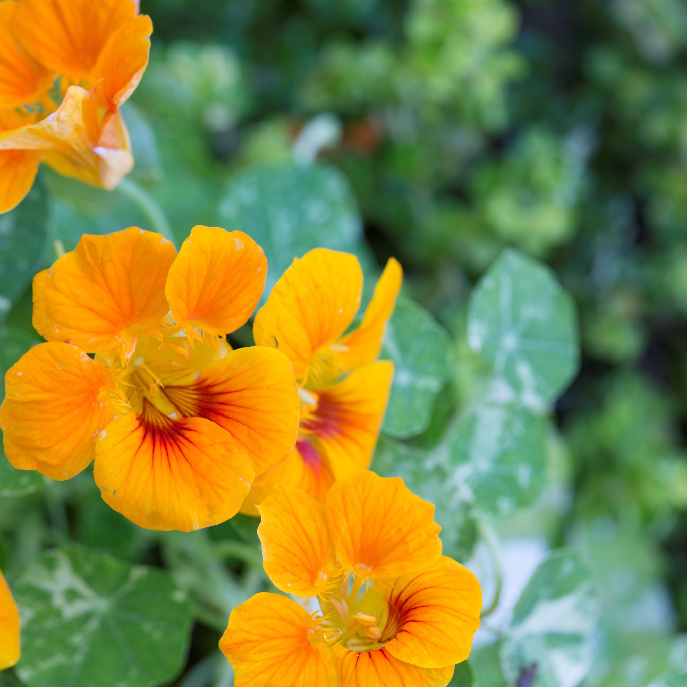 Nasturtium Growing in Hanging Pots