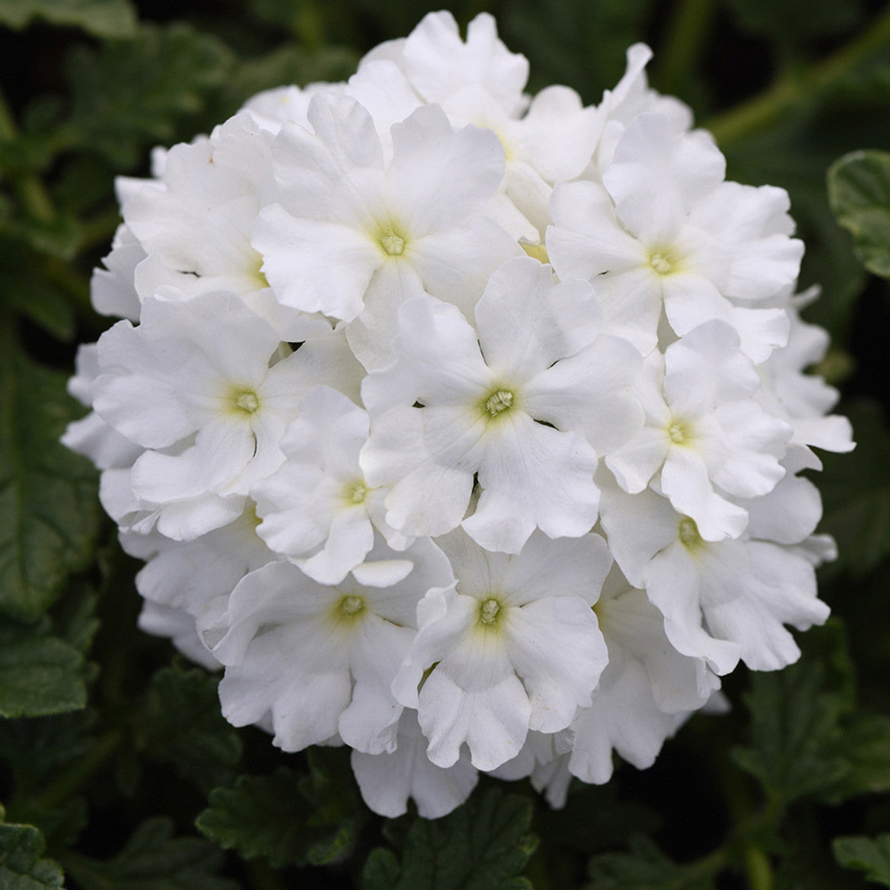 Hanging Basket with White Verbena Flowers