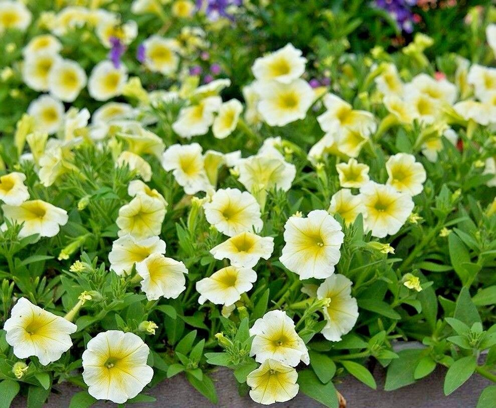 Yellow Petunias in Hanging Basket