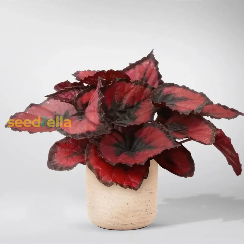 Hardy Begonia Rex Talee Seeds For Planting Plant Seeds