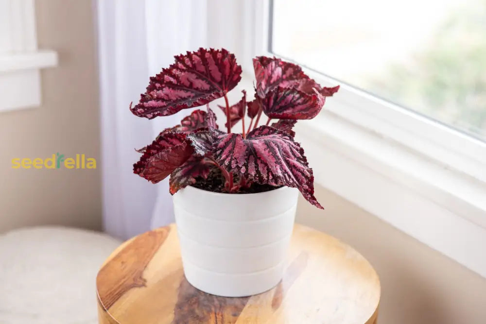 Hardy Begonia Rex Talee Seeds For Planting Plant Seeds