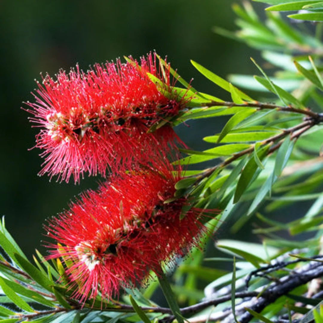 Hardy Bottlebrush Tree Seeds