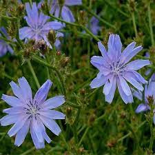Hardy Coffee Chicory seeds for outdoor gardens