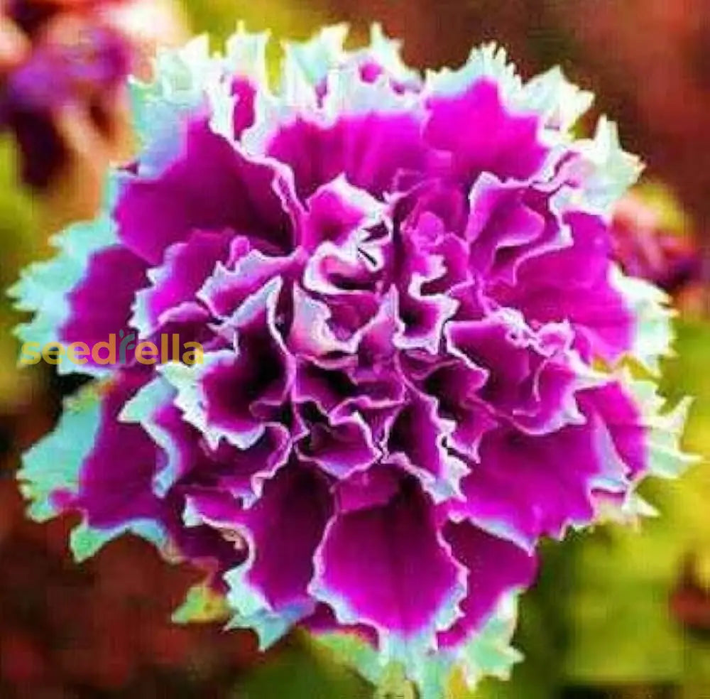 Hardy Garden Petunia Shuttlecock Seeds For Planting Flower