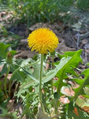 Hardy Italian Dandelion seeds for cool-season planting