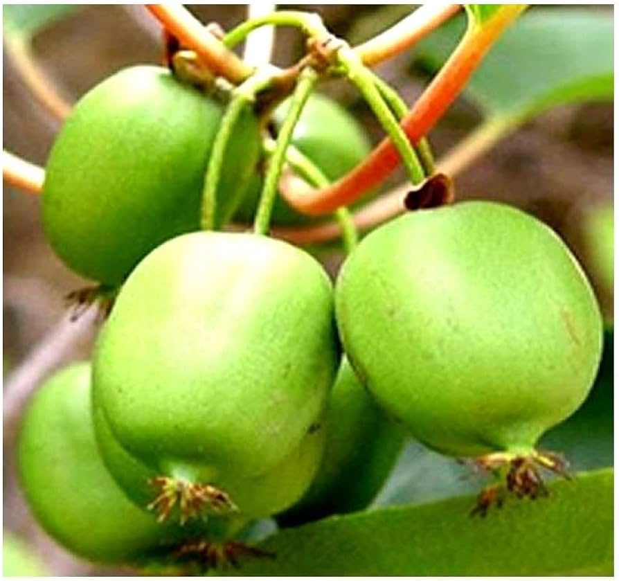 Hardy kiwi vine seeds showing white fragrant flowers closeup