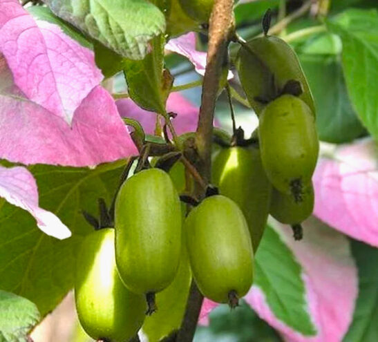 Hardy Kiwi Seeds – Variegated Arctic Beauty Kiwi for Cold Climates