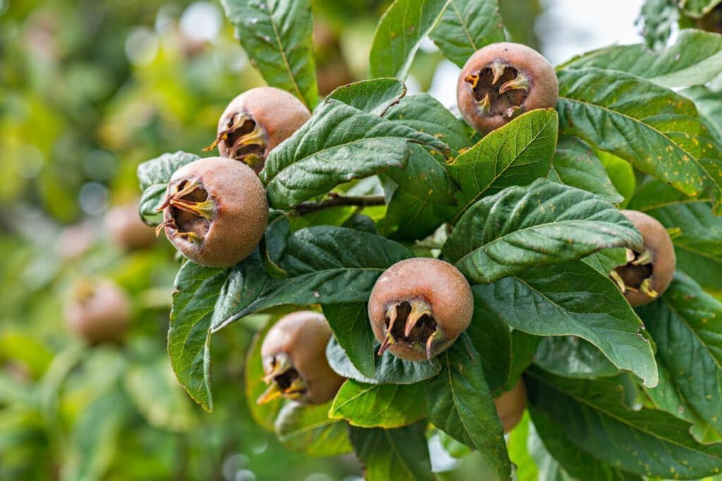 Hardy medlar seeds growing into compact fruit tree in garden
