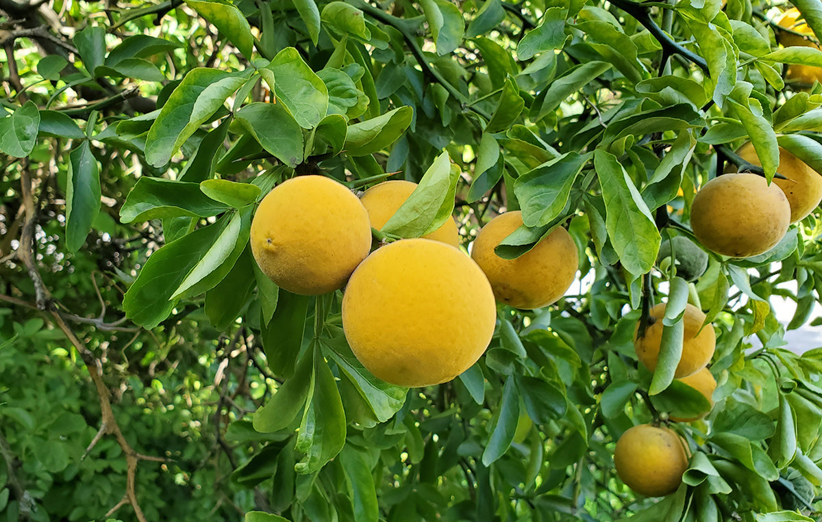 Hardy orange seeds producing trifoliate green leaves closeup