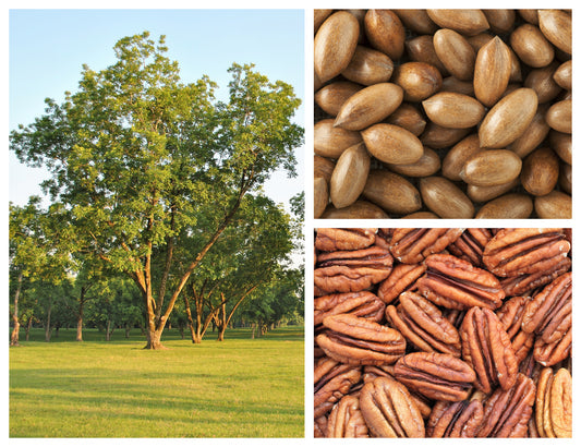 Hardy Pecan Tree (Carya illinoinensis) seeds for planting