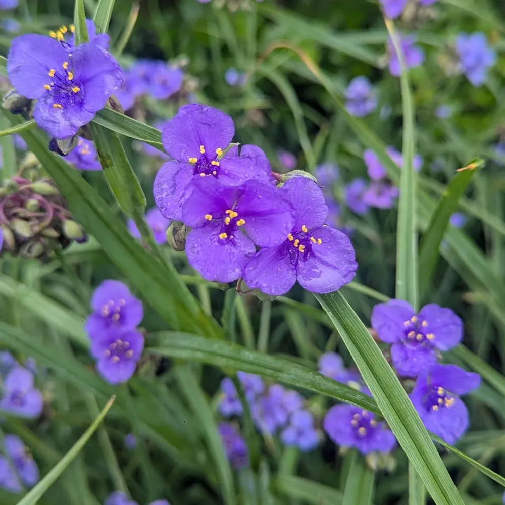 Hardy Tradescantia Spiderwort Seeds for Planting