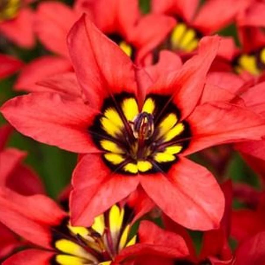 Harlequin Flower Red & Yellow Variety in Full Bloom