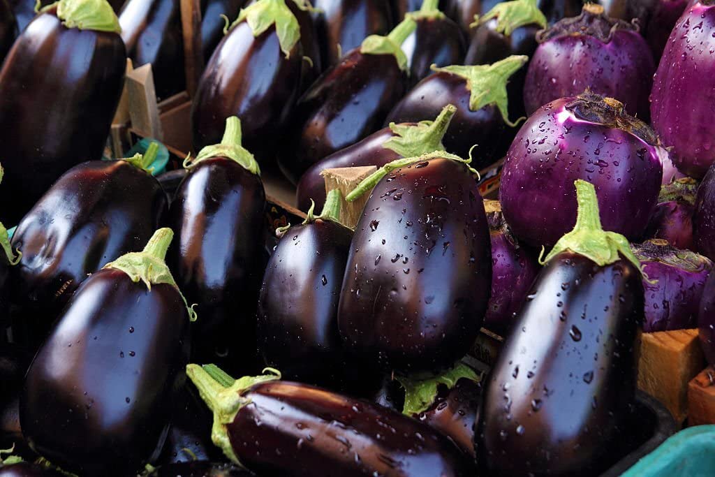 Freshly harvested Black Eggplants