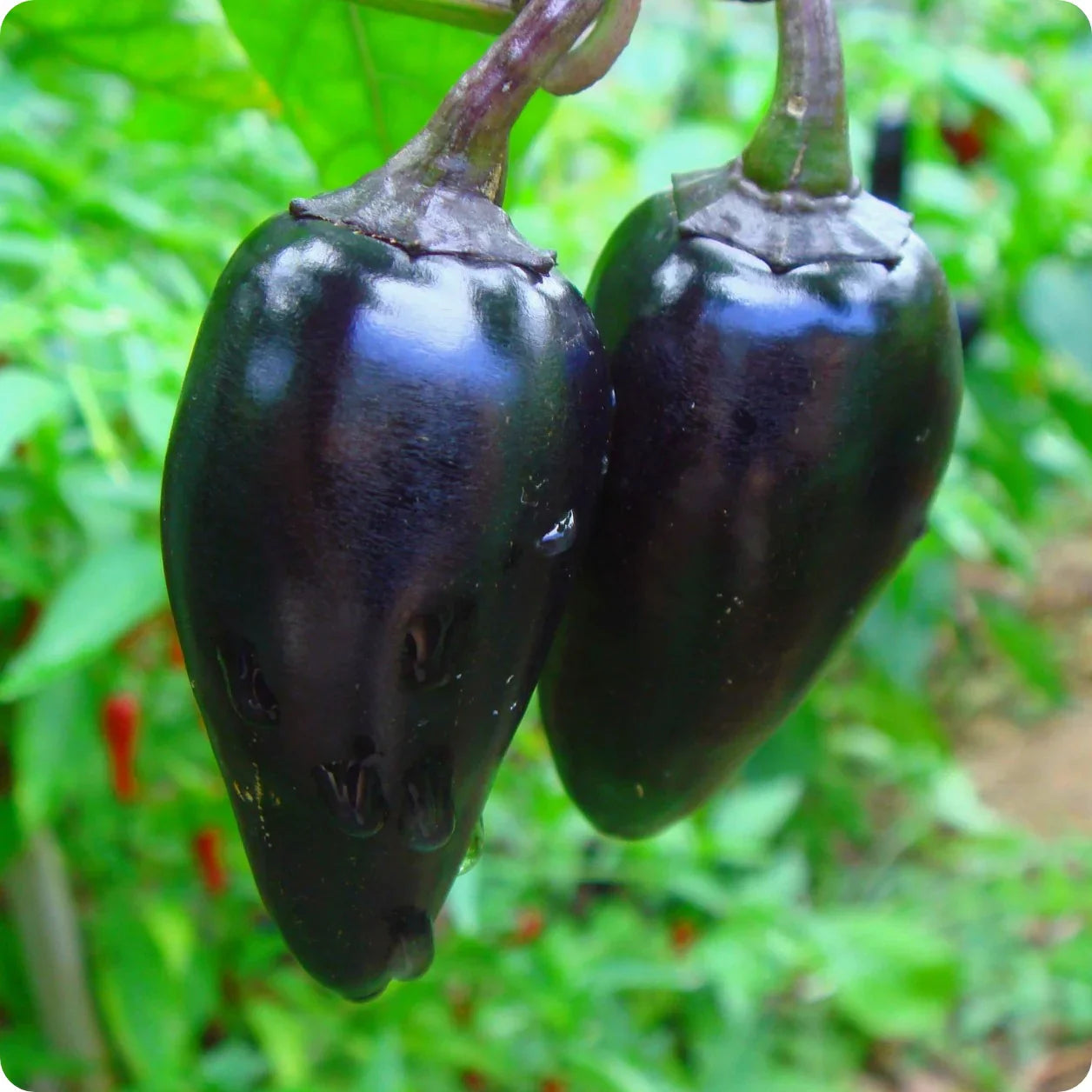 Harvested black peppercorns for spice use