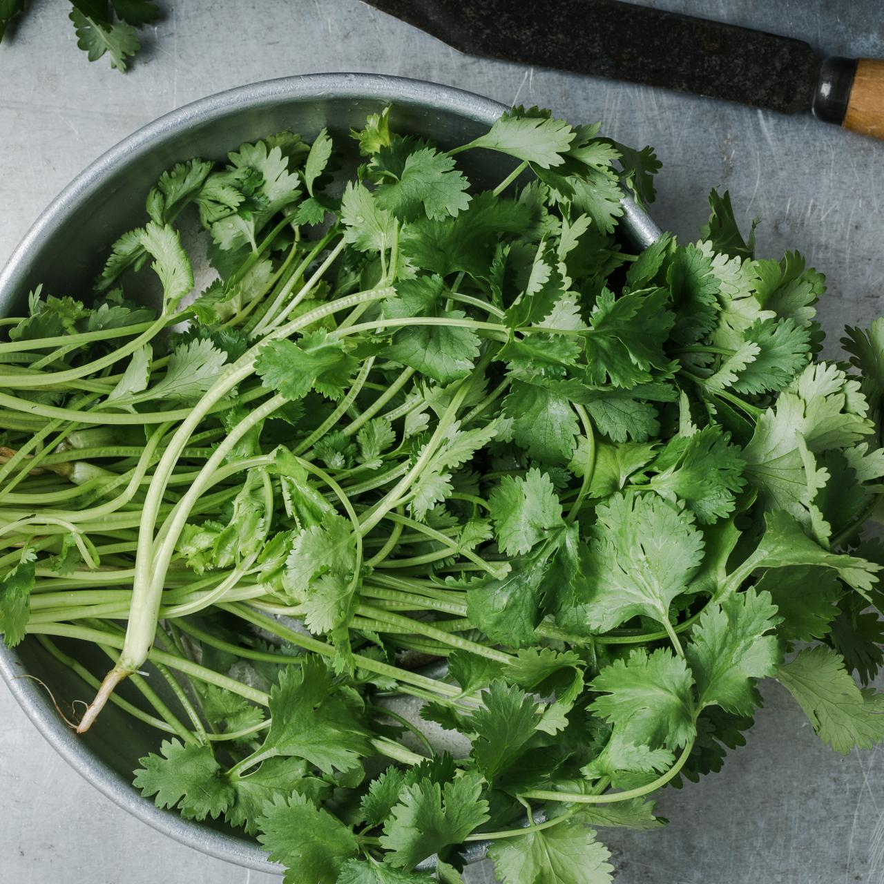 Close-up of fresh cilantro leaves for culinary use