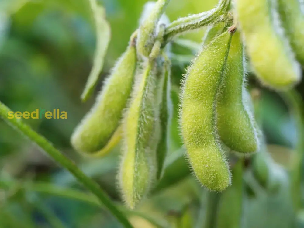 Harvested edamame soybeans in pods