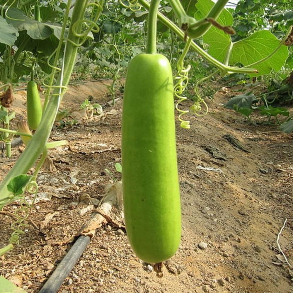 Freshly harvested green calabash gourds
