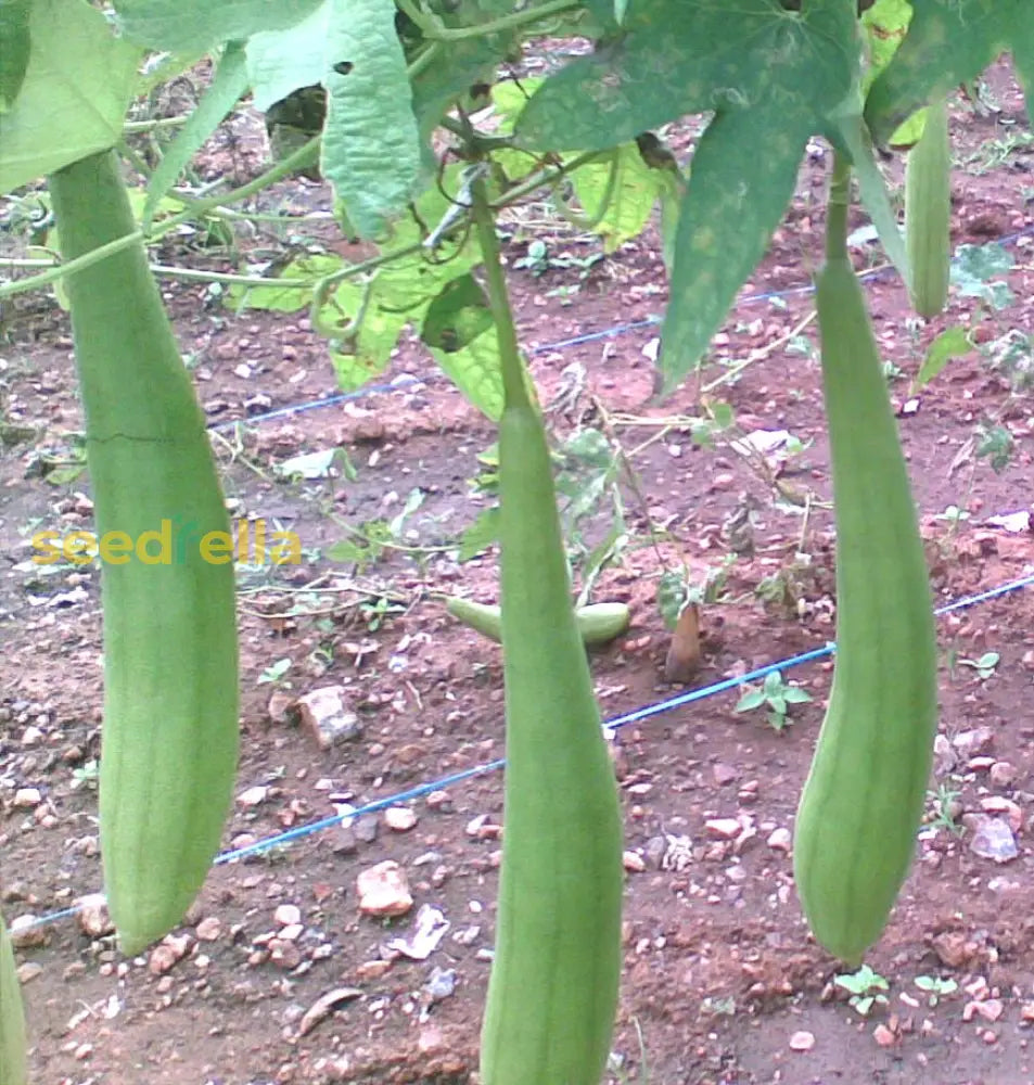 Freshly harvested Green Luffa gourds