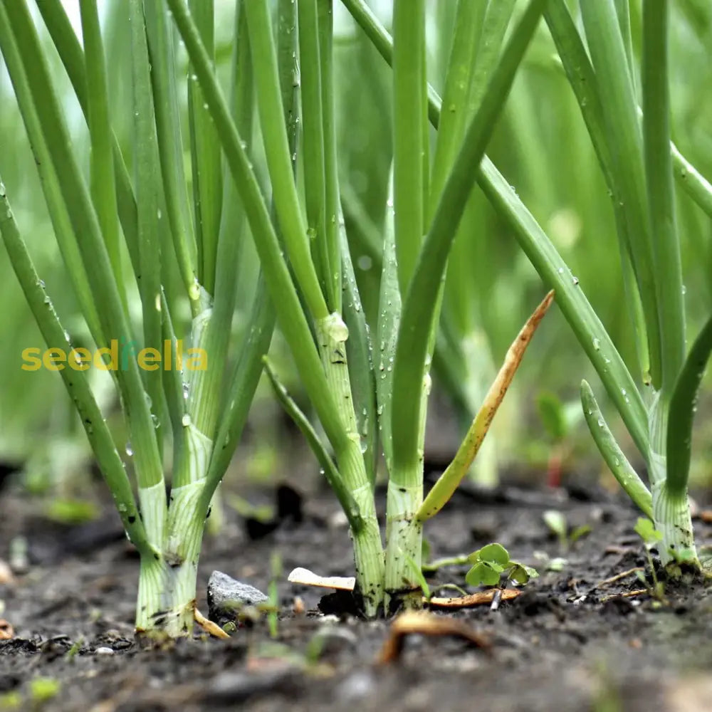 Freshly harvested green scallions