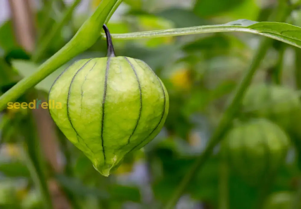 Freshly harvested Green Tomatillos