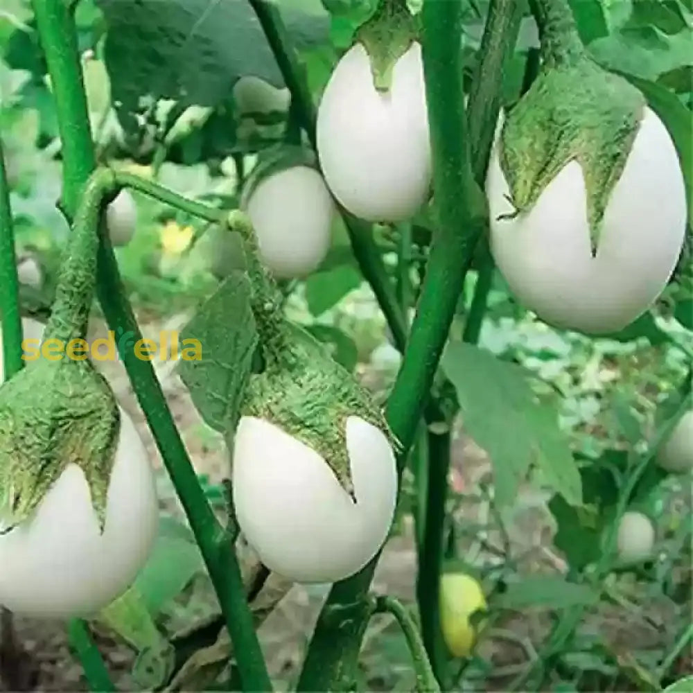 Freshly harvested Green White Eggplants