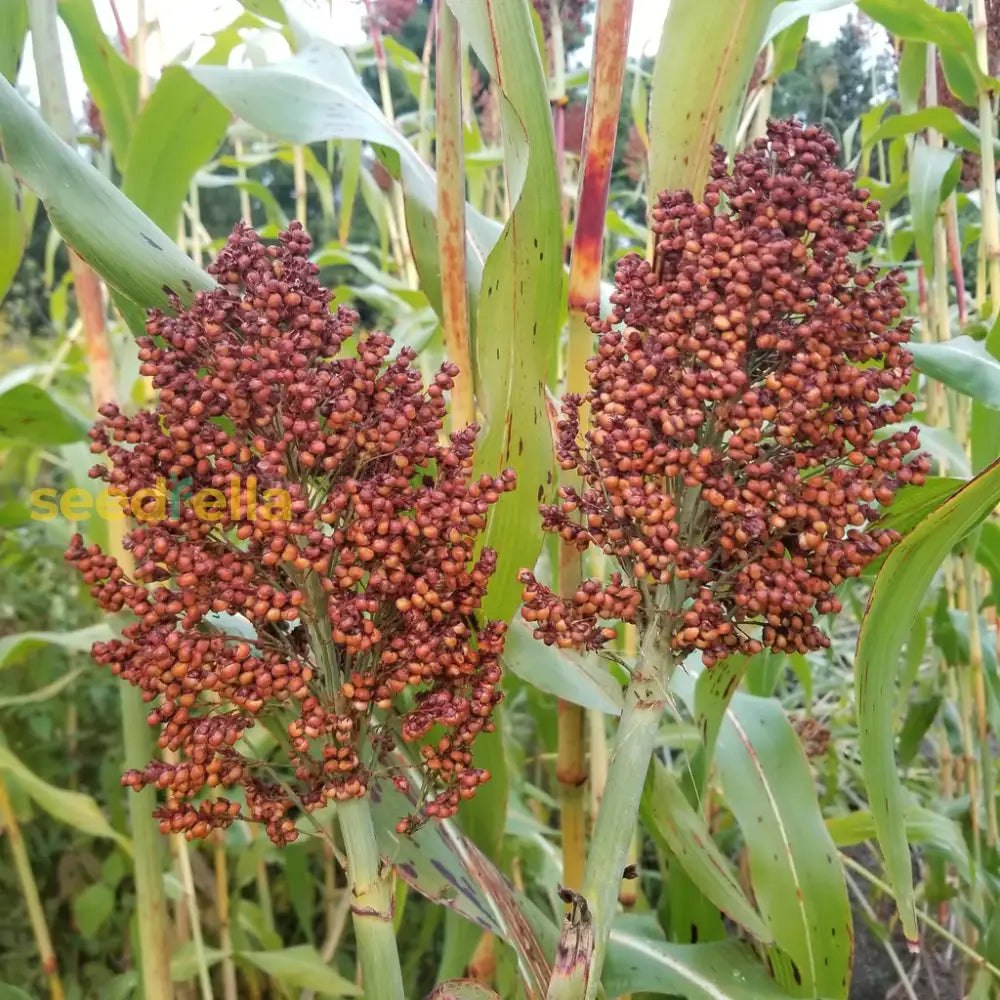 Freshly harvested Red Sorghum grains