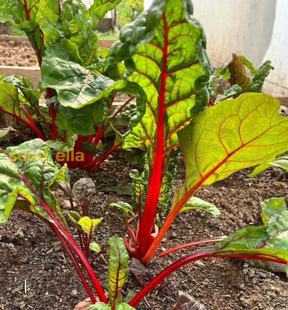 Freshly harvested Red Swiss Chard leaves